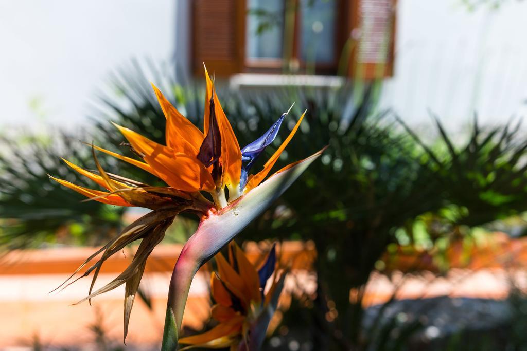 Villa Alma Veli Lošinj Exteriör bild